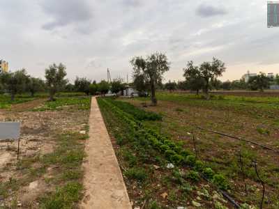 dove ogni mattina � possibile comprare prodotti agricoli a km0. 
